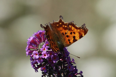 Gehaakelde Aurelia